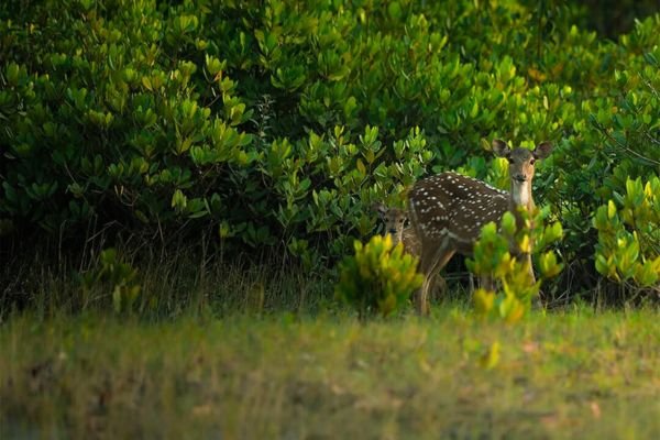 Sundarban 2 Night 3 Days Package